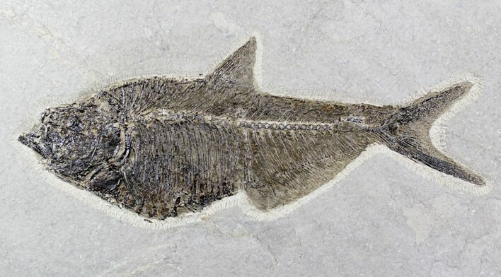 Sweet Diplomystus Fossil Fish - Wyoming #21870